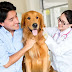 Can’t Pay for Your Pet’s Care? These 12 Programs Can Help