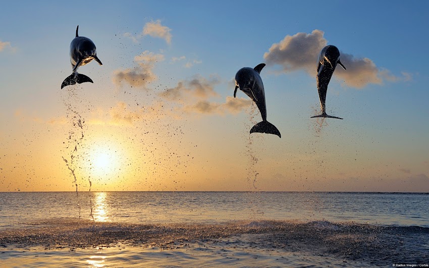 Bottlenose Dolphins Leaping Bottlenose Dolphins Leaping