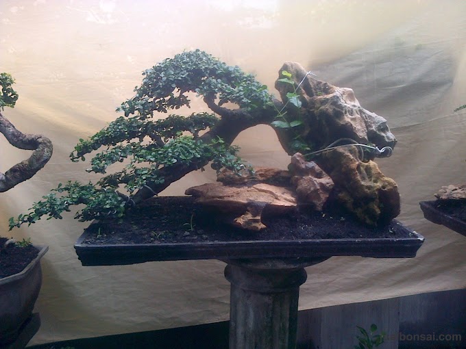 Bonsai Serut (Streblus Asper) 