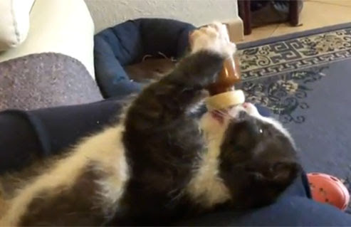 Video : 哺乳瓶でミルクを飲む姿が愛らしい子ネコ ! !