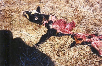 mutilation 640x418 Skinwalker Ranch: Investigador revela los secretos y fenómenos inexplicables en el misterioso rancho en Utah