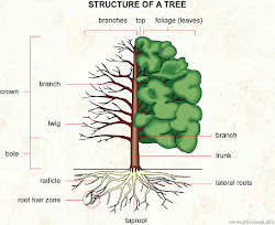 tree plant branches parts structure worksheet kindergarten drawing clip structures guide coloring line