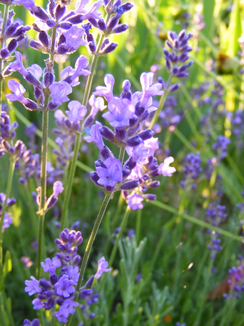 Lavender from the garden