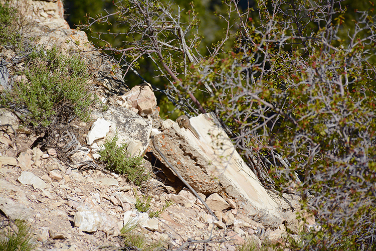 Grand Canyon Wildlife - South Rim | My Darling Days Grand Canyon Wildlife - South Rim | My Darling Days