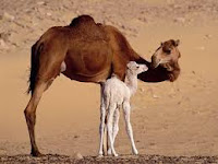 rajasthan's government will bear the expenses of raising the child of the camel