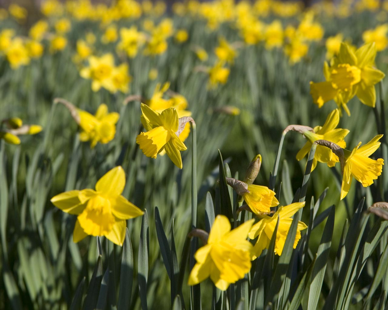 Wallpaper Sea Daffodil Flower Wallpaper
