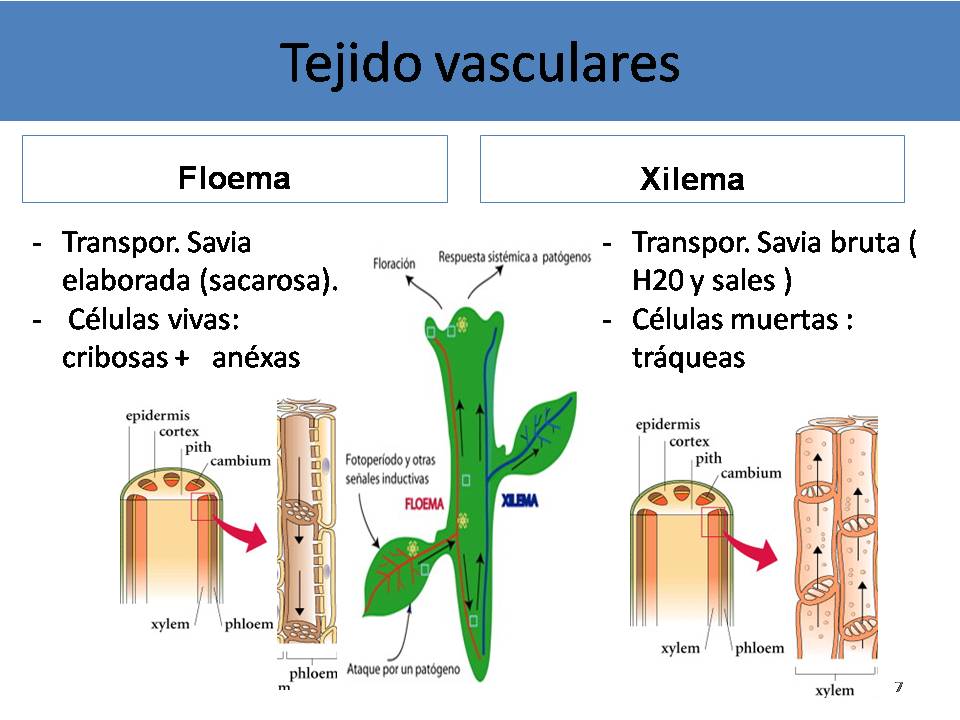 Asesoría de Ciencias Grupo Kepler