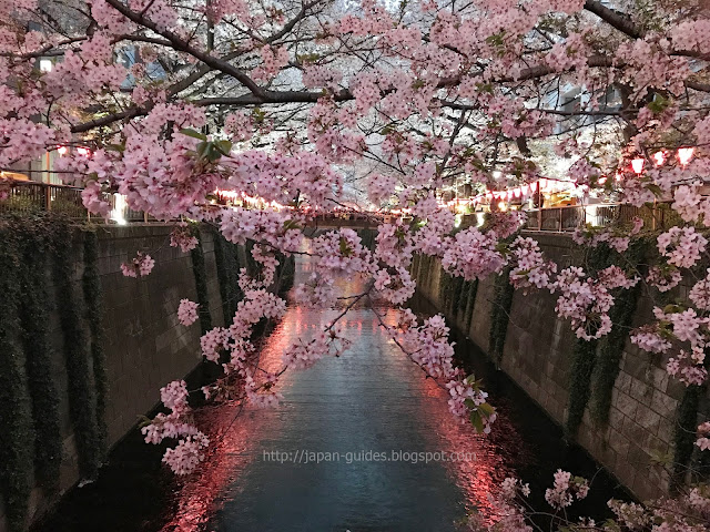Sakura Tokyo Meguro River Light up