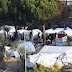Ψευδής η καταγγελία των λάθρο για τον βιασμό στη Μόρια -Ηθελαν να φύγουν από το νησί!