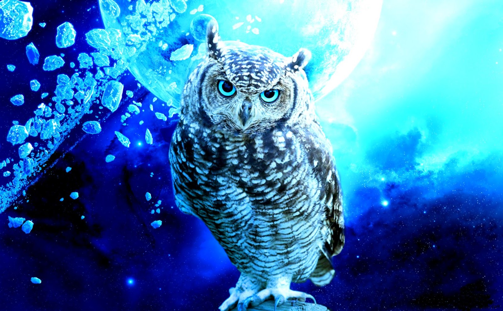 Owl Bird Profile Hd Wallpaper | All Wallpapers Desktop