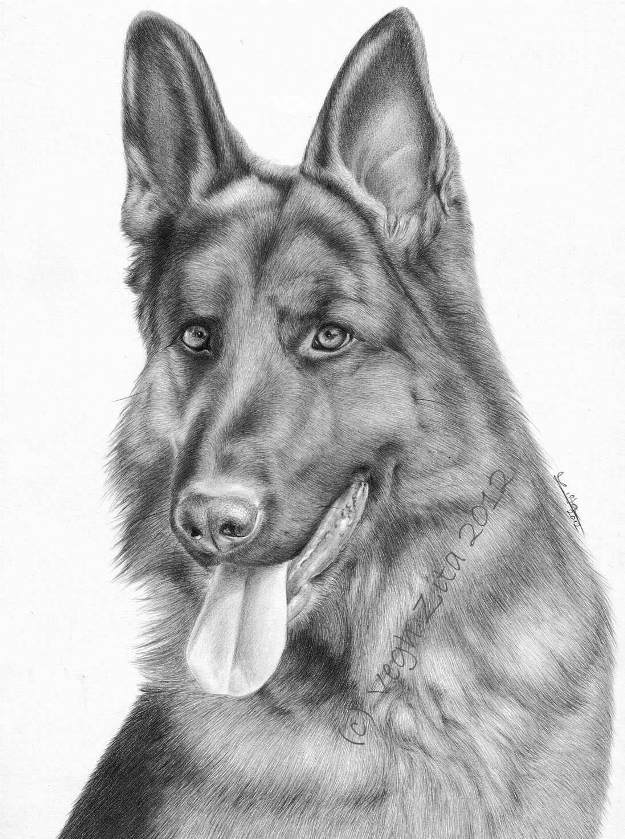 Fotórealista rajzok: Reike - Német juhászkutya tutorial