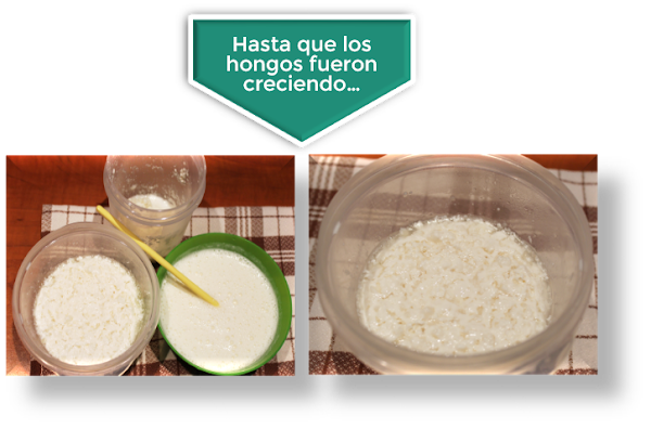 CÃ“MO ELABORO KÃ‰FIR CASERO DE LECHE {PASO A PASO}