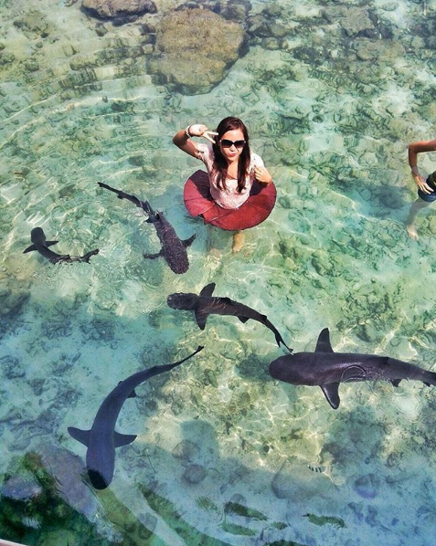 Berenang Bareng Hiu? Rasakan Sensasnya Hanya Di Karimunjawa - ipung.net