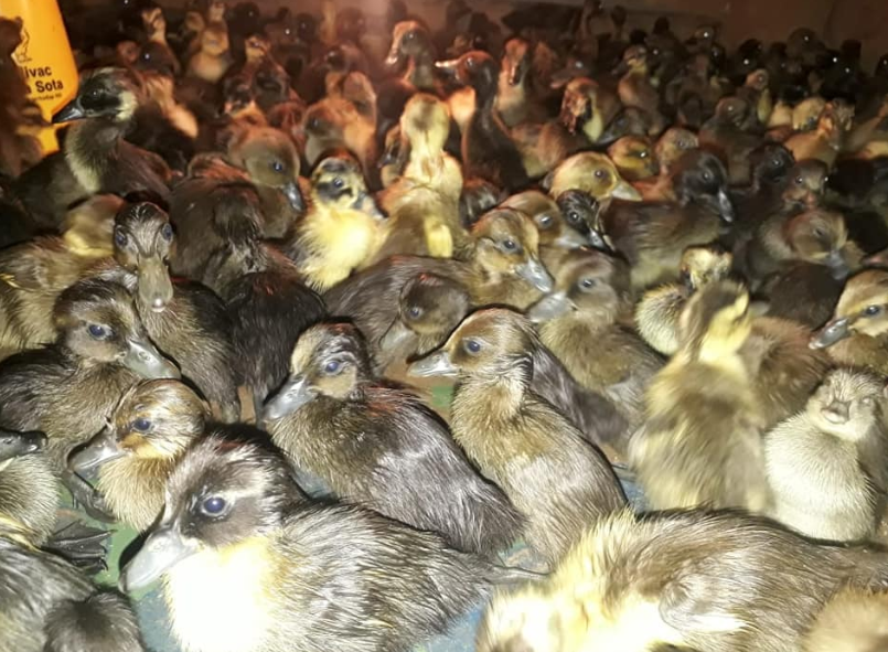 Ukuran Kandang Bebek Pedaging 100 Ekor Berbagai Ukuran