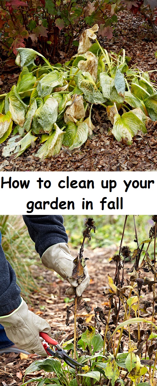 How to clean up your garden in fall garden favorite