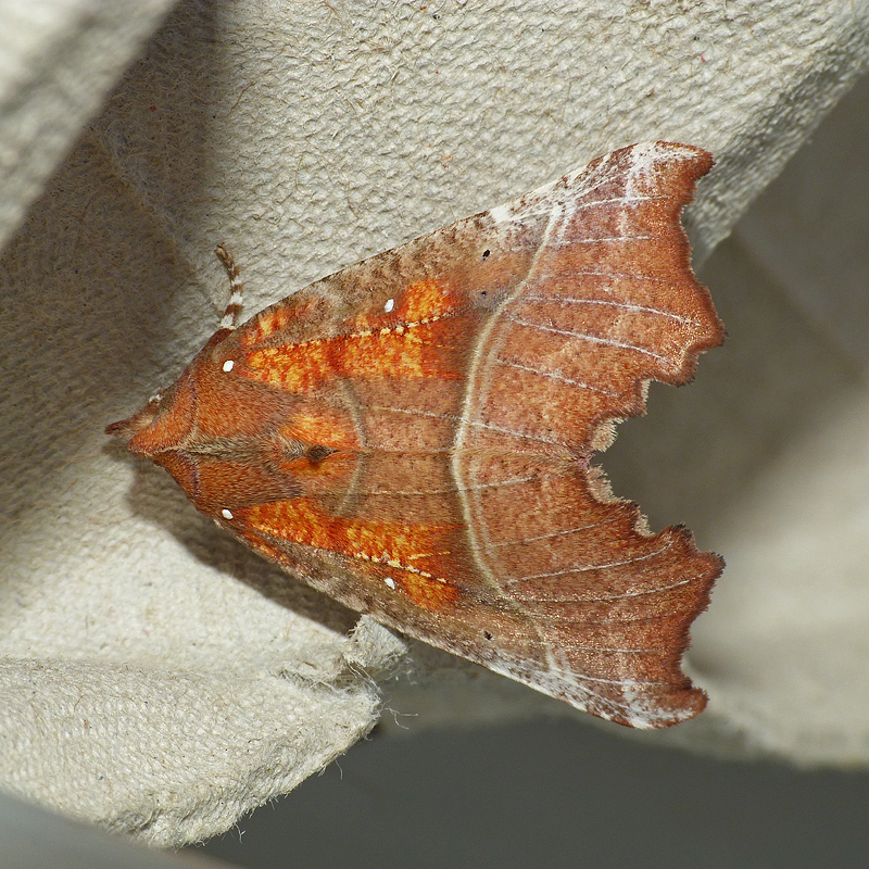 The Garden Moth Challenge Whetstone, Leics.