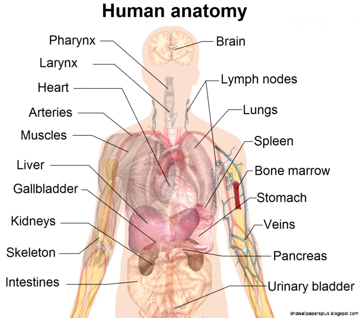 The Complexity of human organ anatomy Human Body Anatomy  www