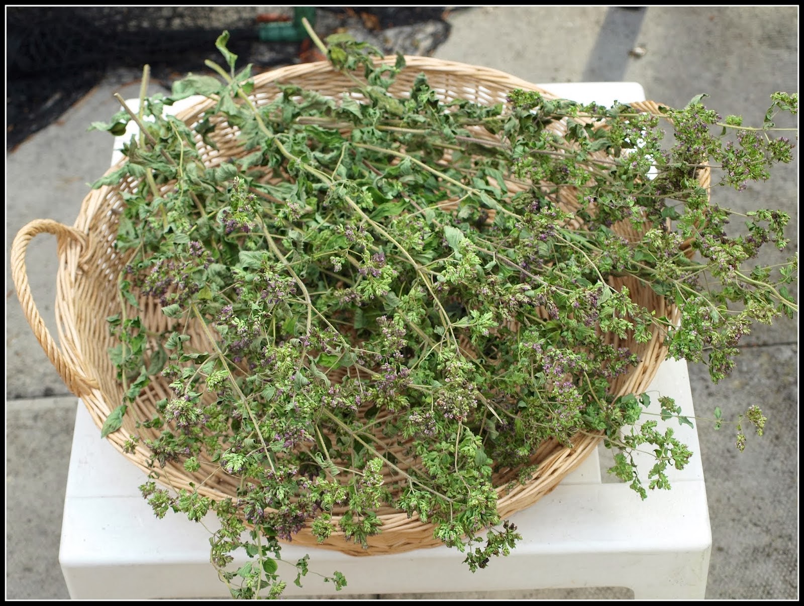 Greek Oregano The Incredible Healing Power of Wild Oregano Oil