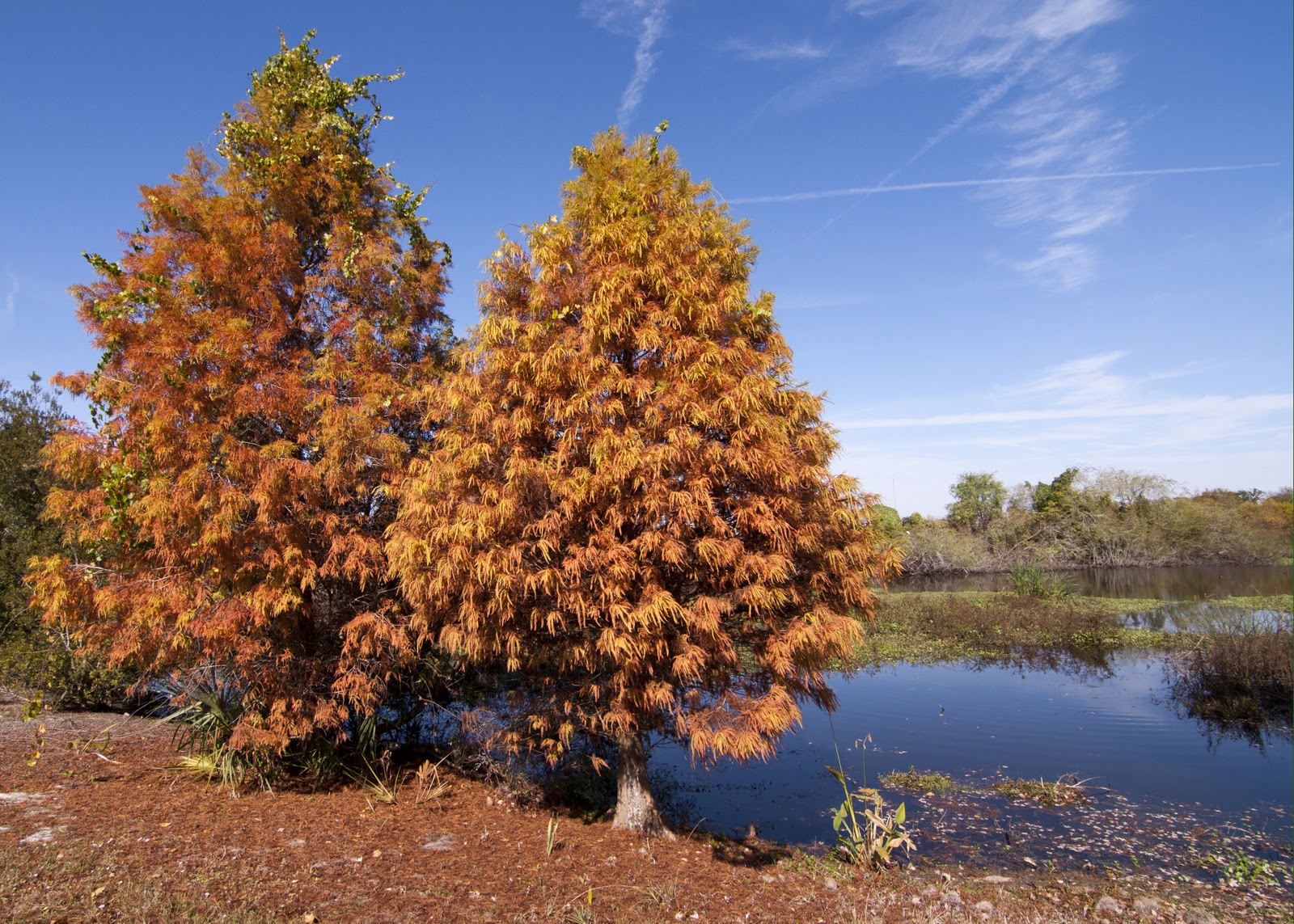 Photos by Patty Stefan Fall in Florida