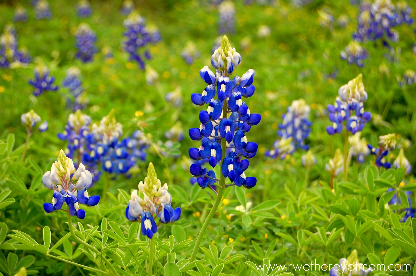 Texas Bluebonnets Are Here!! - R We There Yet Mom?