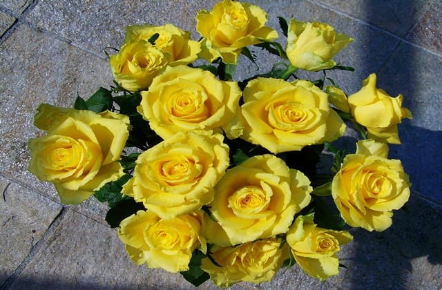 Biar begitu, mawar warna kuning juga bermakna membawa keceriaan?