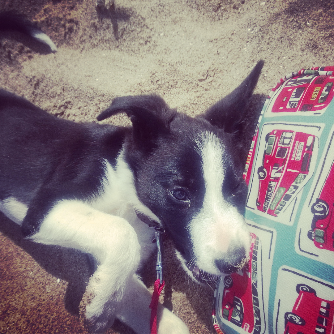 Mollie The Collie On The Beach: How Adorable? Mollie The Collie On The Beach: How Adorable?