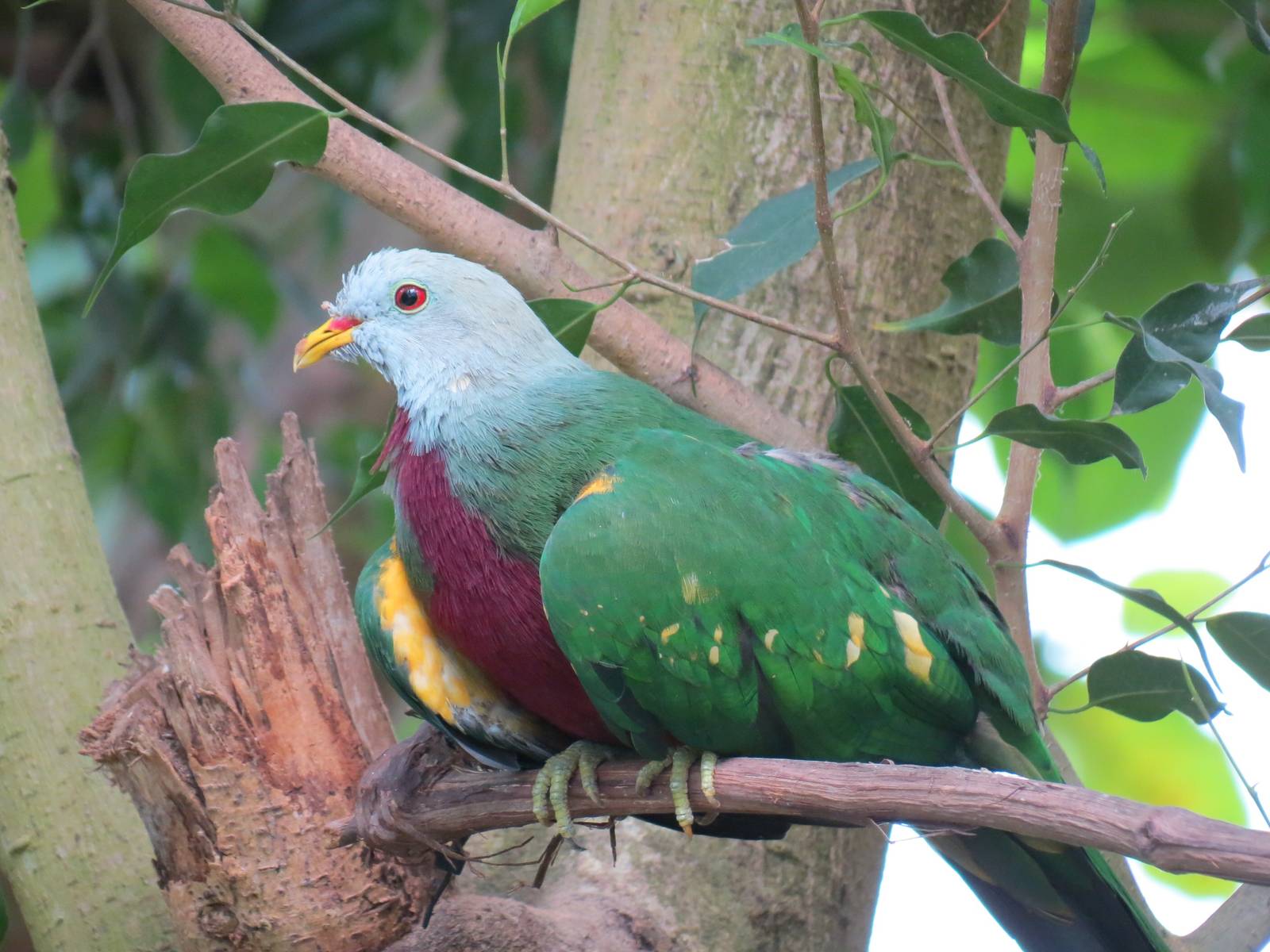 Birds The Superb FruitDove A Rare PinkNecked Green Pigeon