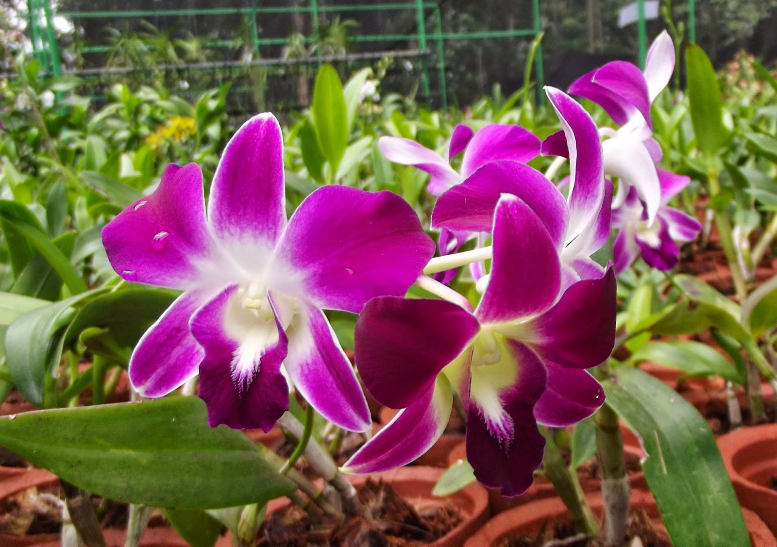 The Ceylon Times Sri Lankan orchid
