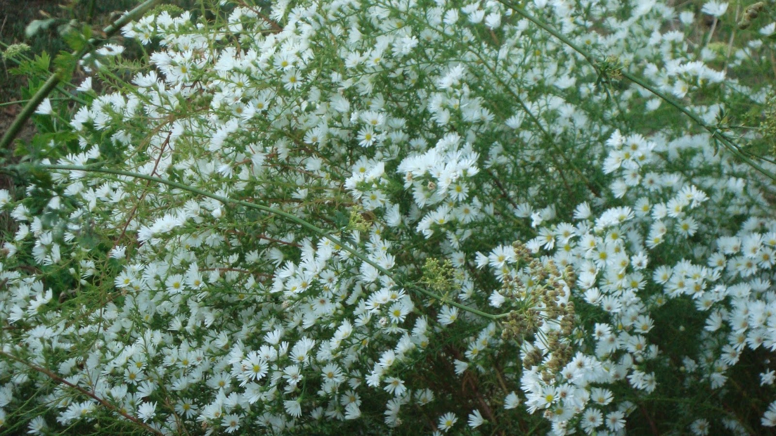 VELO DE NOVIA ( Gypsophila paniculata ) - El Jardín de Elbe