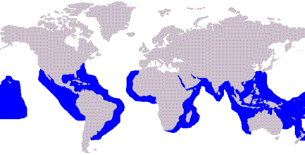 Ocorrência do Tubarão Tigre Tubarão Tigre