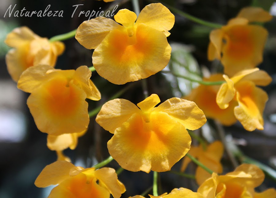 Flores típicas de la orquídea Dendrobium lindleyi