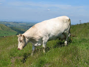 Download Free Wallpaper.Wallpapers for window.Wallpapers for desktop ,mobile . (white cow at pasture )