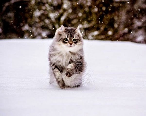 siberian forest cat