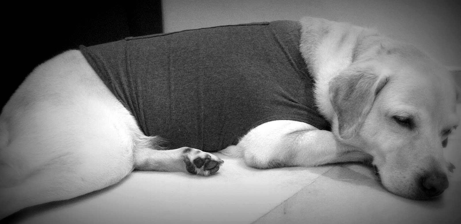 Thunderdogs Malaysia THE THUNDERSHIRT? WHAT IS IT FOR? AND HOW DOES IT