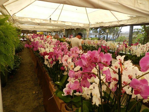 como plantar ou cultivar orquídeas