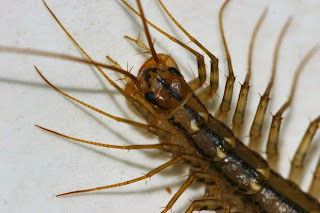house_centipede