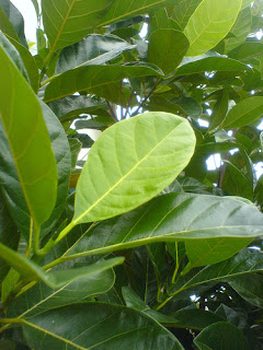 KLASIFIKASI TUMBUHAN BERBIJI Nangka  Artocarpus 