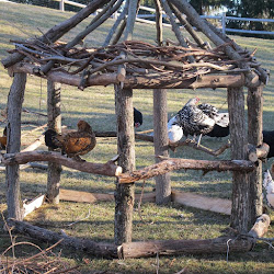 chicken chickens backyard roost chick gazebo coop boredom winter busters perch perches plans hawk building coup raising keeping garden proper