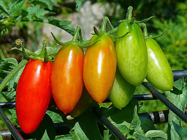 Fungsi Hormon Etilen Info Pendidikan dan Biologi