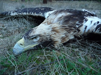 Aguila imperial muerta en Mata de Cuellar