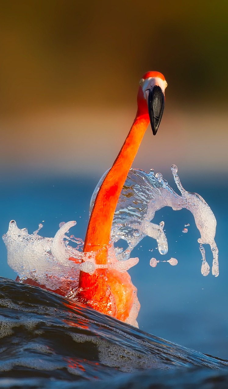 Flamingo water splash.