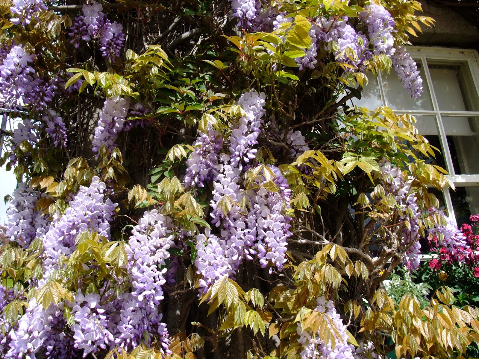 HERBAL PICNIC WISTERIA