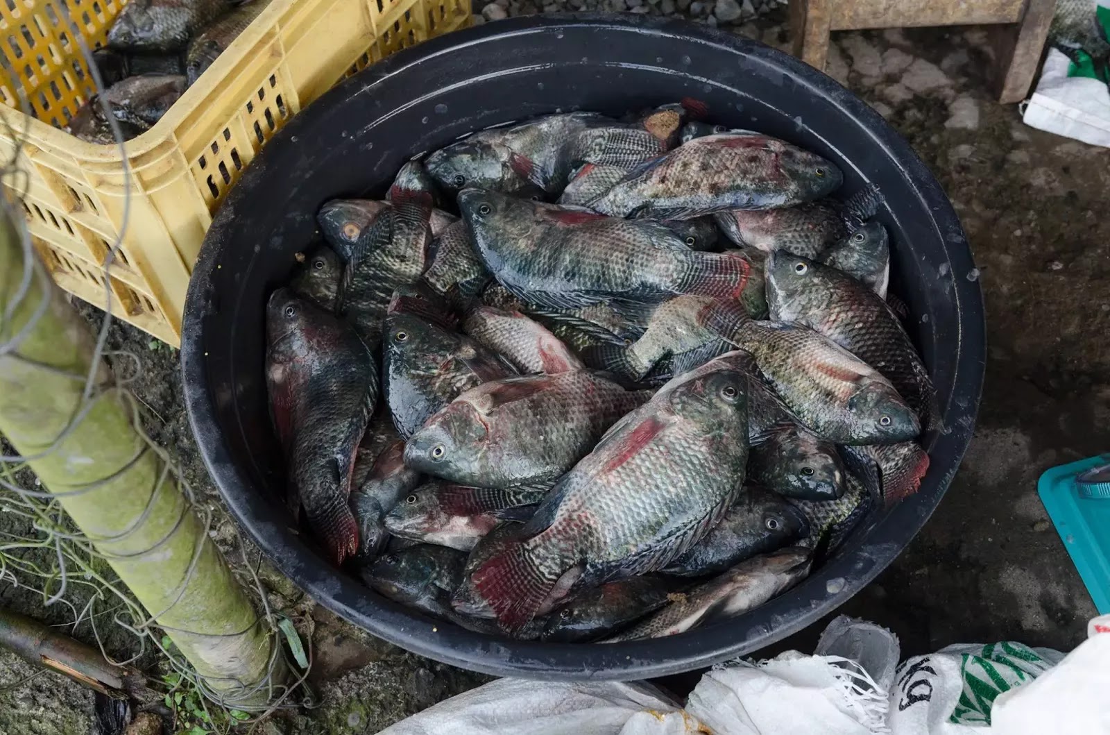 Gurel Bokod Benguet Cordillera Administrative Region Philippines Fish Vendor Fresh River Fish for Sale