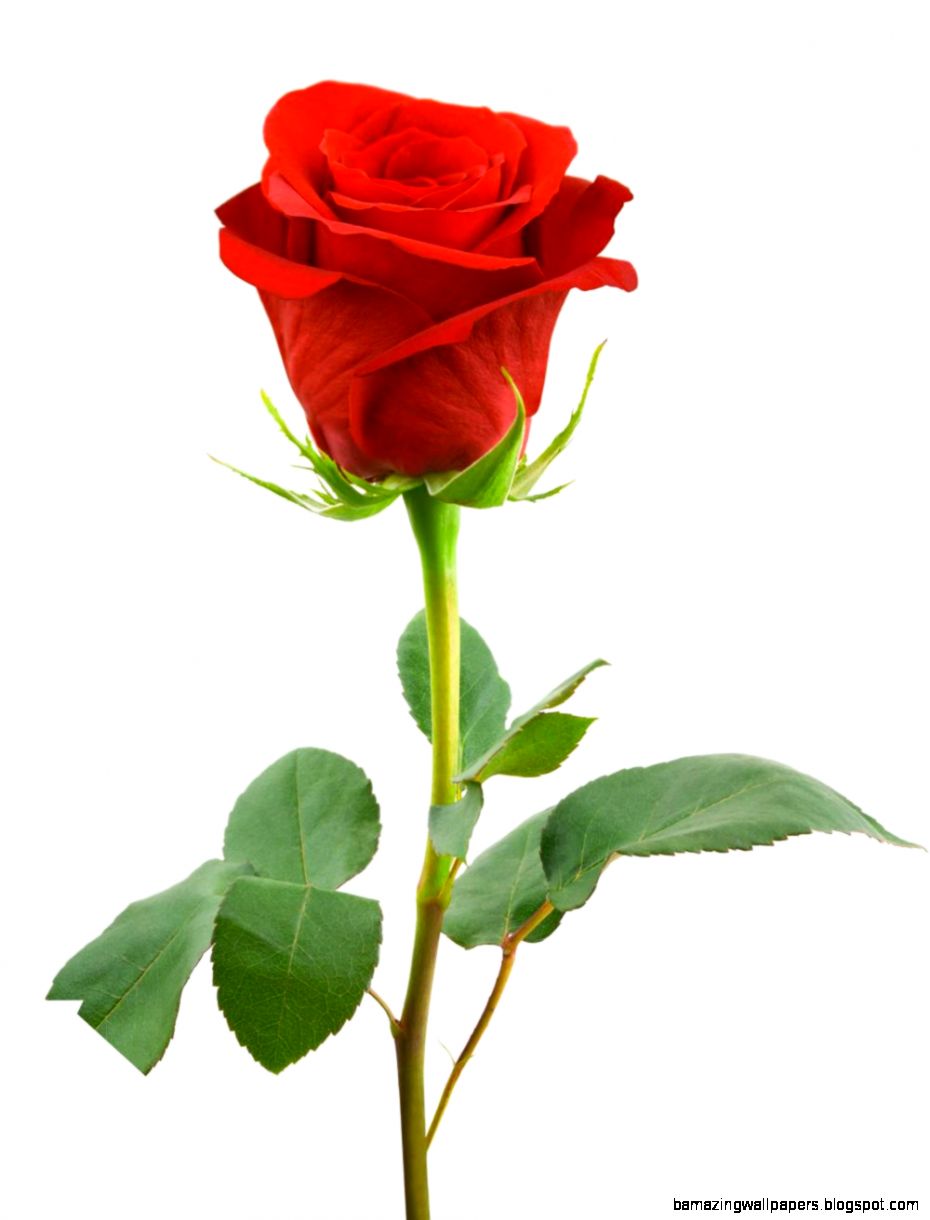 Single Red Rose White Background Amazing Wallpapers