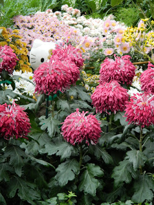 Hello Kitty hiding among the mums at the  Allan Gardens Conservatory 2015 Chrysanthemum Show by garden muses-not another Toronto gardening blog