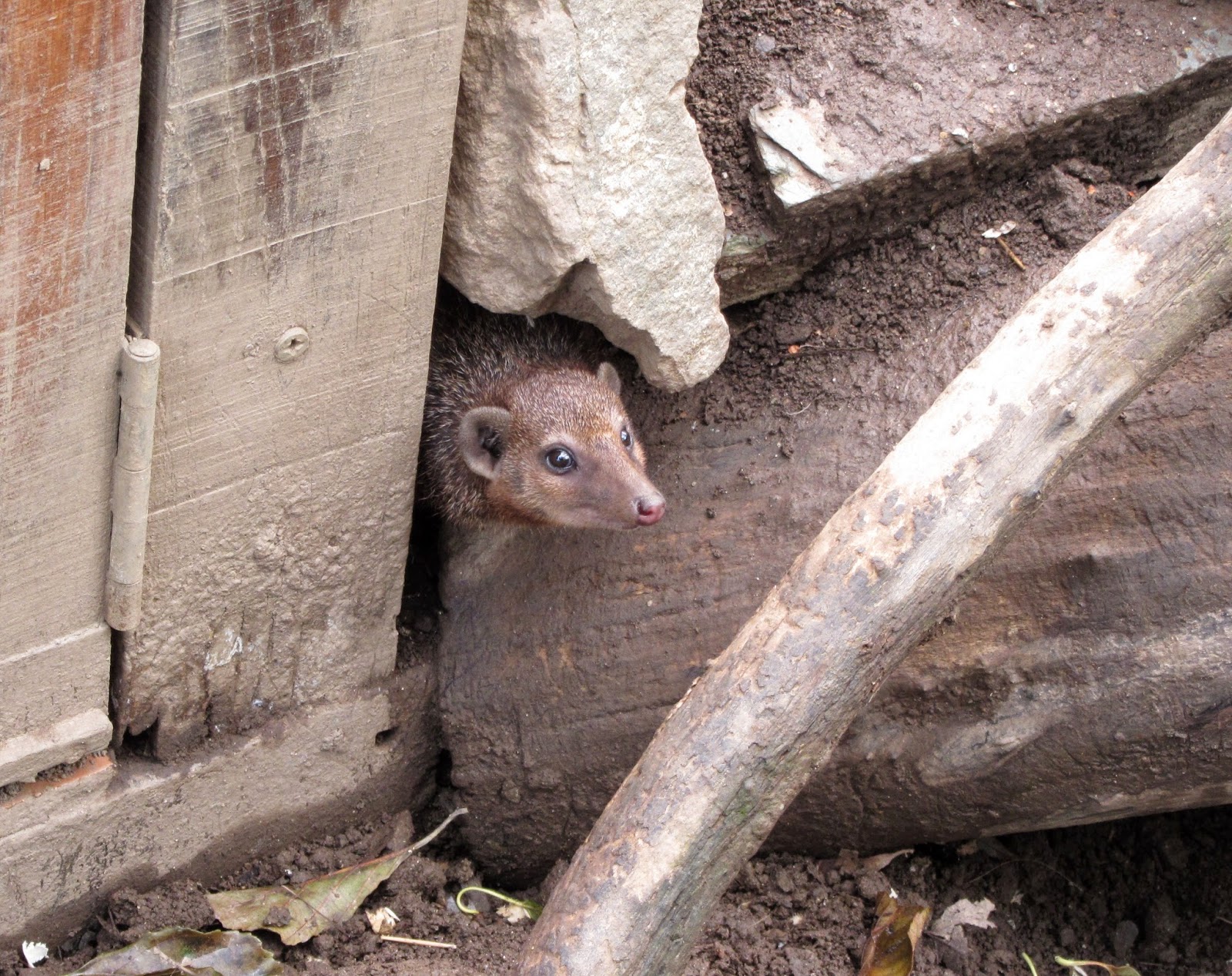 mongoose Newquay zoo