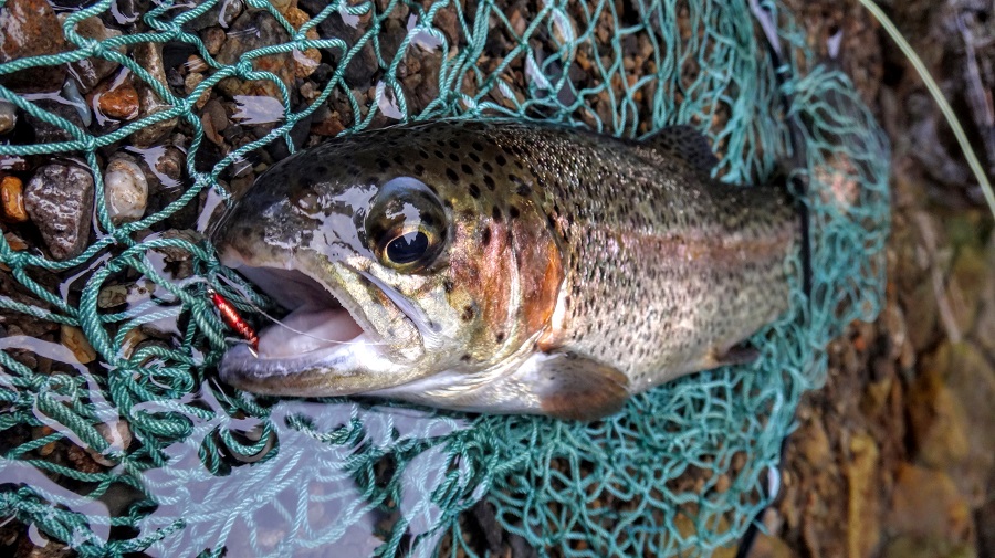 It's Tokyo Style Colorado style meets Japanese trout! Day 1