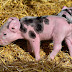 Model berekent ammoniakemissie van varkens bij diverse voer- en managementmaatregelen
