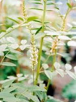 manfaat tanaman akar manis untuk pengobatan