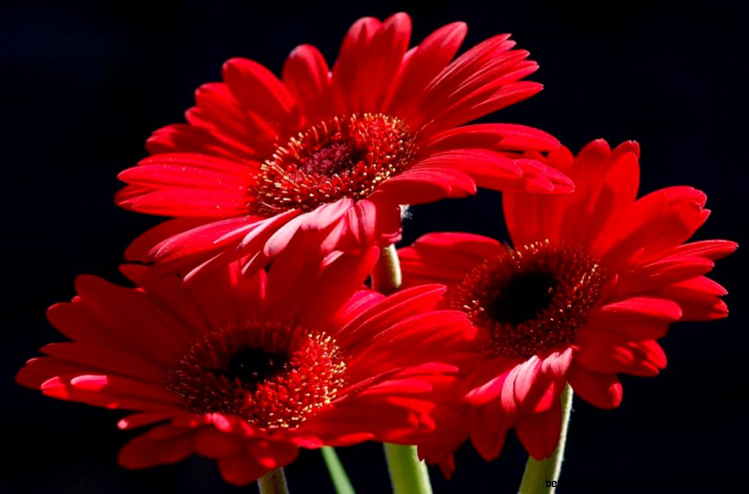Cute Red Flower  We Need Fun